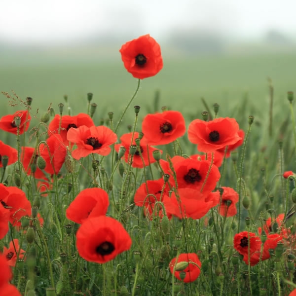 Lest We Forget:  For Remembrance Sunday